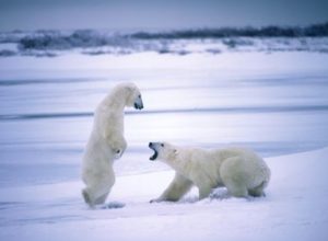 two polar bears